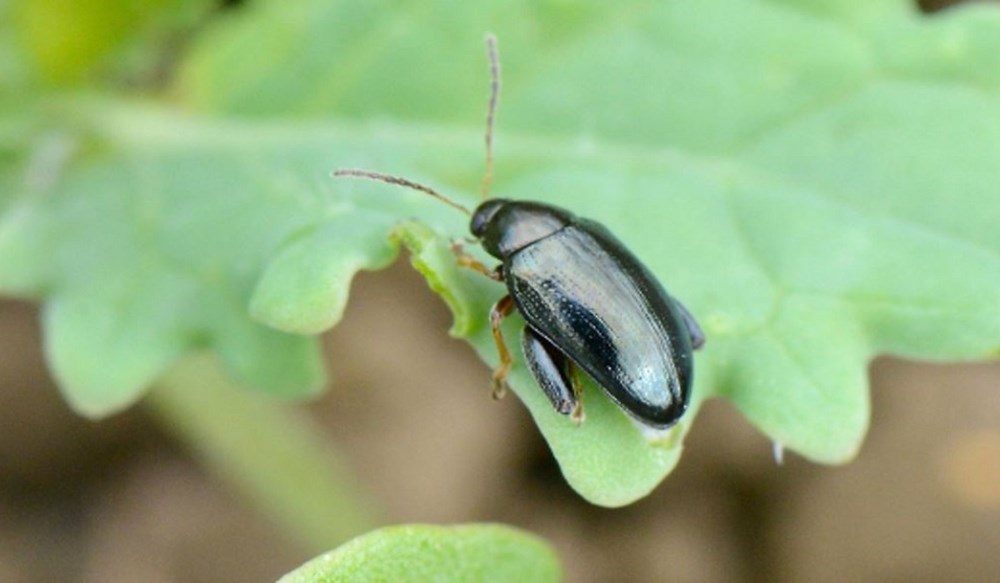 Adult cabbage stem flea beetle on a leaf.